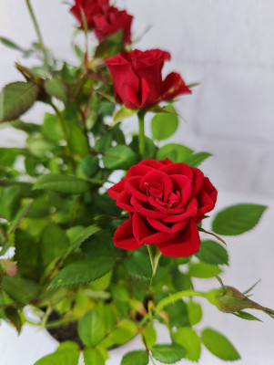 Роза Кордана (красная)