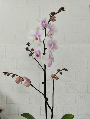  Орхидея Фаленопсис (нежно-розовый)